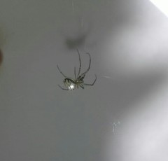 Leucauge