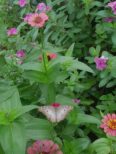 White Peacock