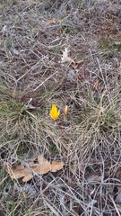 Crocus angustifolius