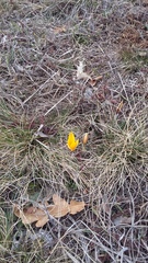 Crocus angustifolius