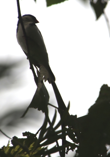 Pin-tailed Whydah