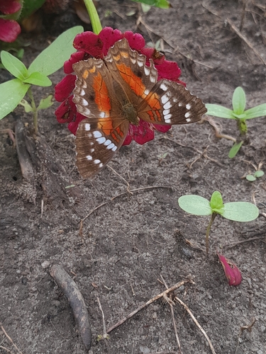 Red Peacock