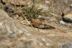 Oedipoda coerulea