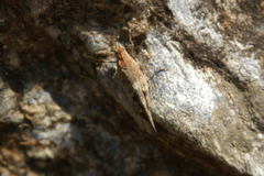 Oedipoda coerulea