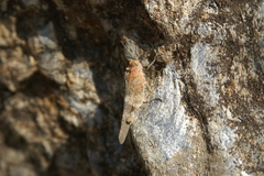 Oedipoda coerulea