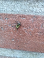 Astylus atromaculatus