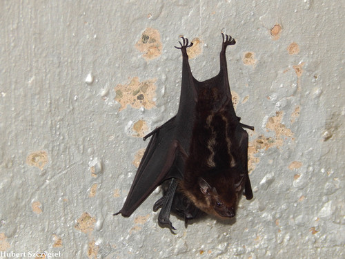 Greater Sac-winged Bat, Gamboa, Panama, photo 10 of 10