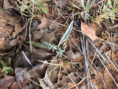 Hymenopappus flavescens