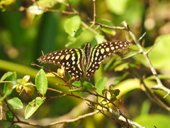 Graphium agamemnon agamemnon