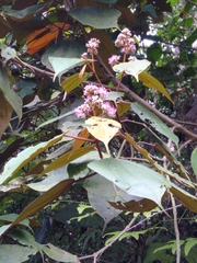 Miconia caudata