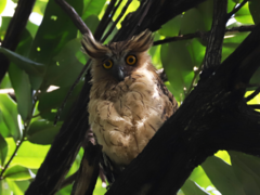 Buffy Fish-Owl photo 3