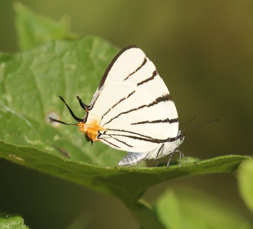 Arawacus leucogyna