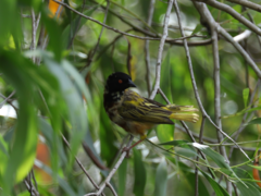 Ploceus jacksoni