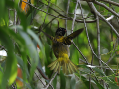 Ploceus jacksoni