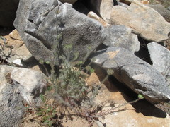 Jasione