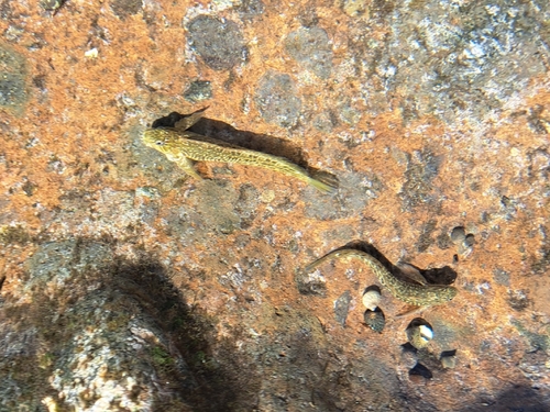Parablennius parvicornis