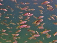 Caesioscorpis theagenes