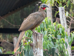 Cracidae