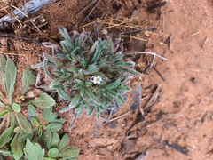 Cryptantha crassisepala crassisepala