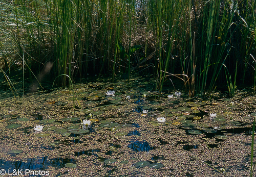 Nymphaea tetragona