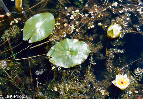 Nymphaea tetragona
