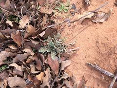Hymenopappus flavescens