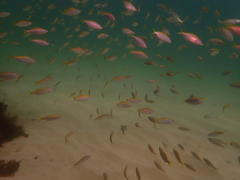 Caesioscorpis theagenes