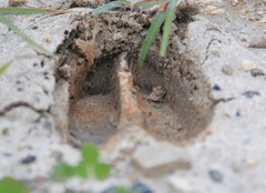 Sus scrofa domesticus