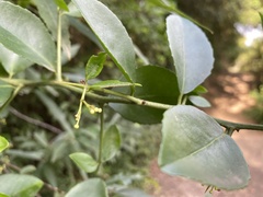 Gymnosporia nemorosa