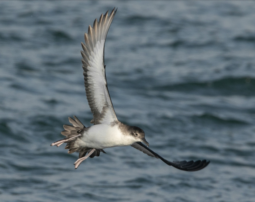 Yelkouan shearwater banking low over the water, dark above and pale below
