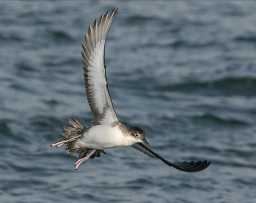 Pardela mediterránea (Puffinus yelkouan)