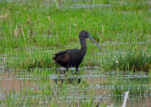 Morito común (Plegadis falcinellus)