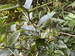 Gymnosporia nemorosa