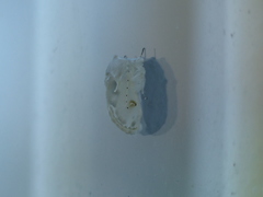 Naroma varipes