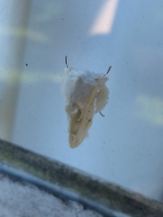 Naroma varipes