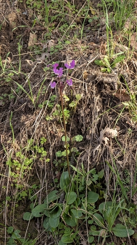 iNaturalist observation photo of Henderson's shooting star