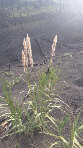 false reed (Arundo plinii)