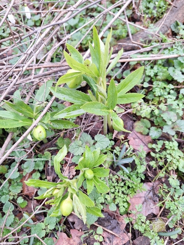 Helleborus odorus, photograph 1