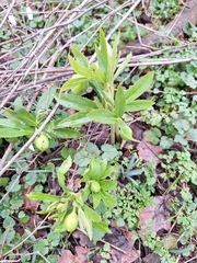 Helleborus odorus, photograph Dávid Horváth, CC BY, iNaturalist via GBIF