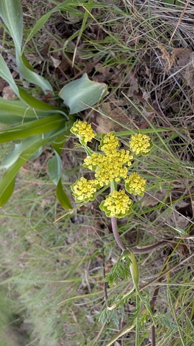 iNaturalist observation photo of Foothill desert-parsley