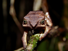 Rhinella macrorhina