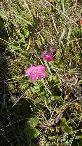iNaturalist observation photo of checkerbloom