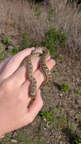 iNaturalist observation photo of Pacific Gopher Snake