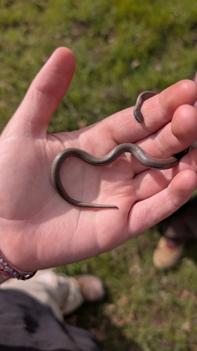 iNaturalist observation photo of Common Sharp-tailed Snake