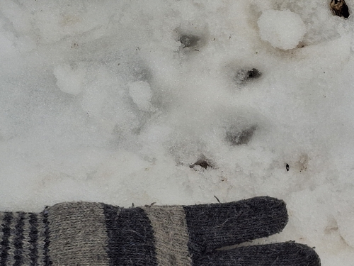 Собака домашняя observed by tanniii66