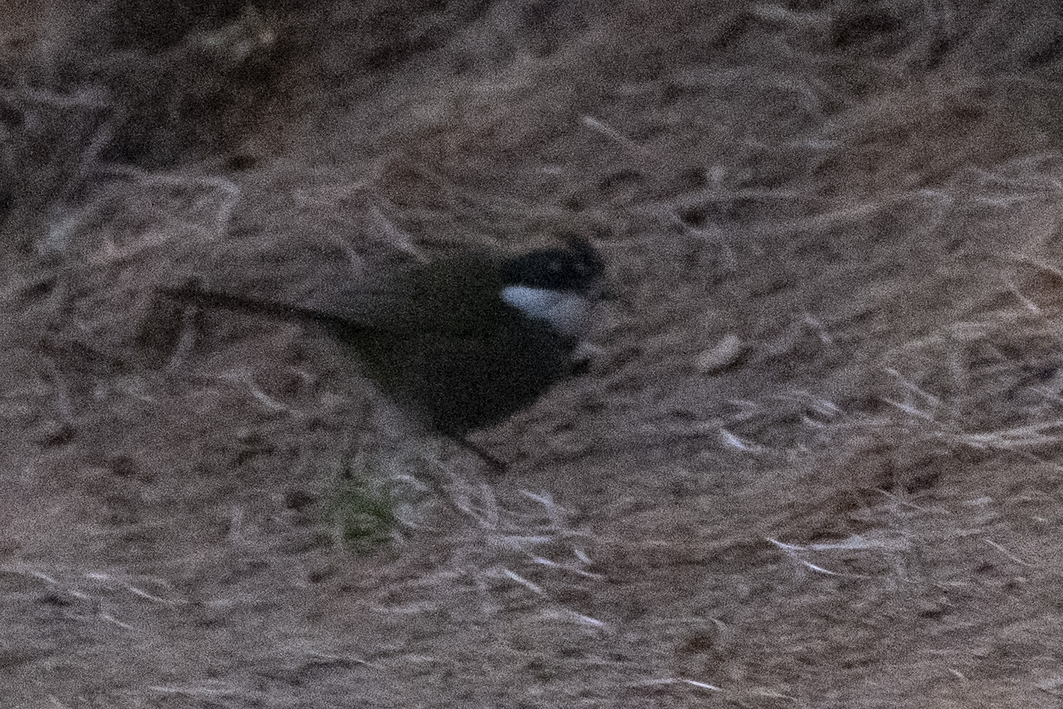 Chestnut-capped Brushfinch (Arremon brunneinucha), photo 2