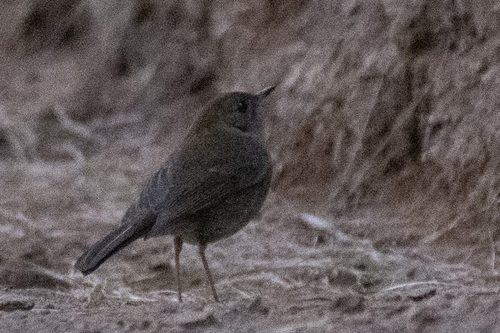 Ruddy-capped Nightingale-Thrush (Catharus frantzii), photo 3