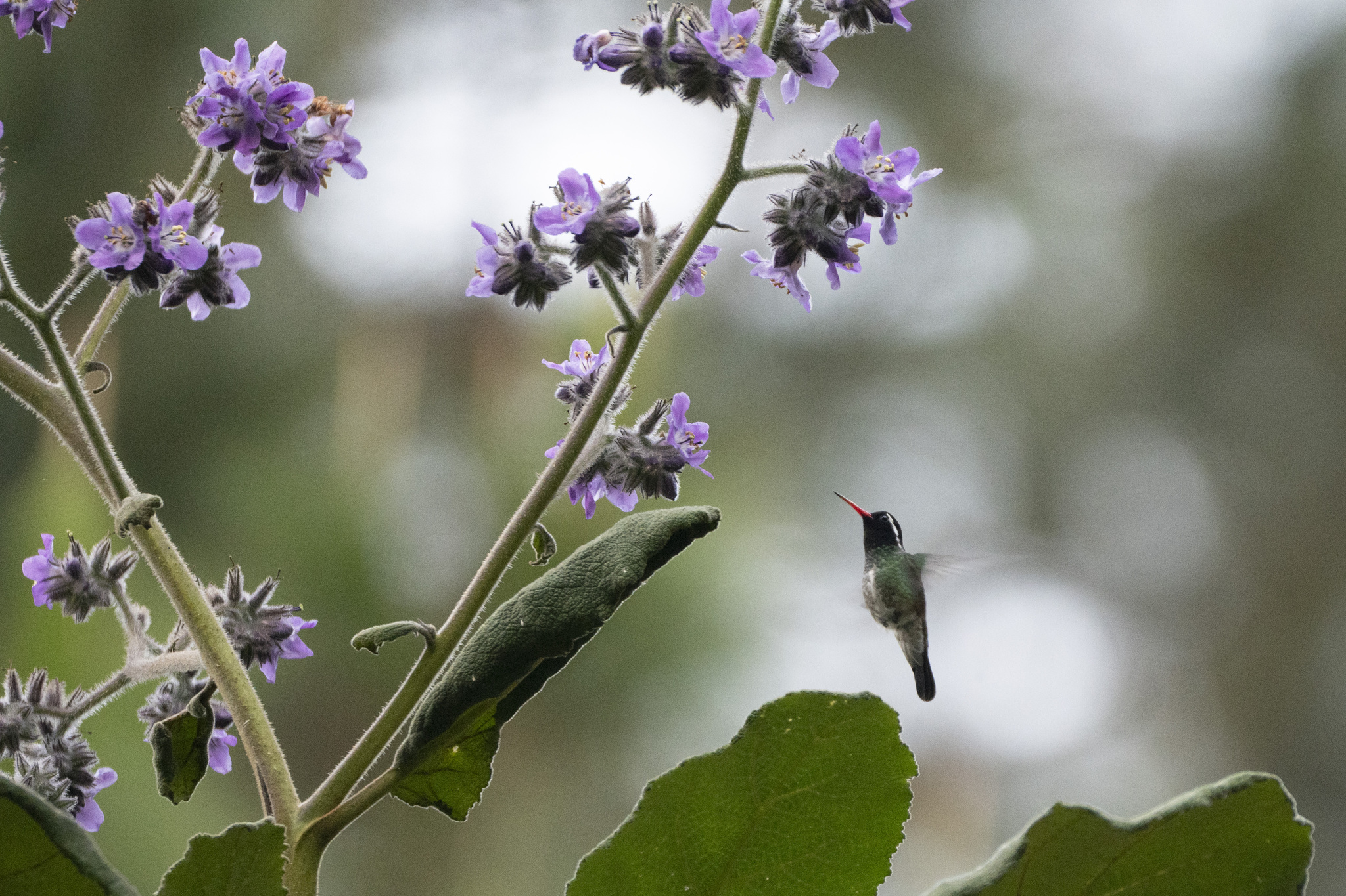 White-eared Hummingbird (Basilinna leucotis), photo 9