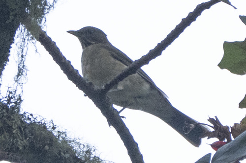 White-throated Thrush (Turdus assimilis), photo 5