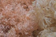 Menipea crispa